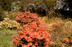 1982_CEH4415_B081