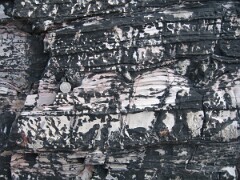 IMG_2555