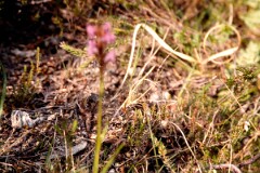 1990_CEH5482_D176