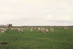G08_0342