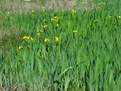 DSCF0029