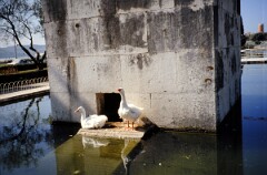 1990_0006764_N421