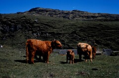 1977_CEH4454_B120
