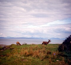 1977_CEH4488_B154