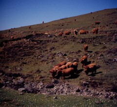 1977_CEH4499_B165