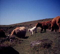 1977_CEH4501_B167