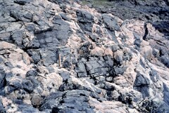 1990_CEH4551_B218