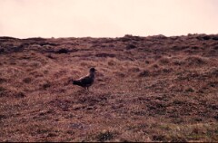 1988_0004725_K283