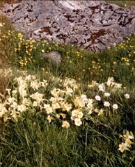1988_0004753_K310