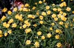 1988_0004755_K312