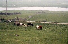 1988_0004919_K475