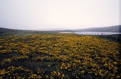 1988_0004921_K477