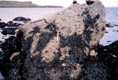 1981_CEH4840_B507