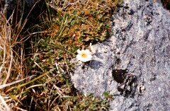 1981_CEH4883_B550