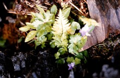1981_CEH4884_B551