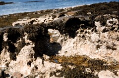 1981_CEH4907_B574