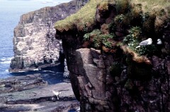 1985_CEH6245_F250