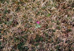 1985_CEH6285_F289
