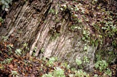 1987_0006601_N262