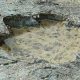 sauropod footprint credit jon hoad