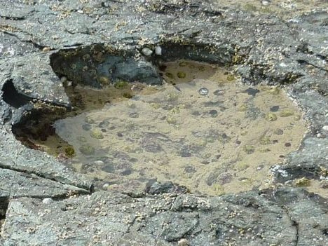 sauropod footprint credit jon hoad