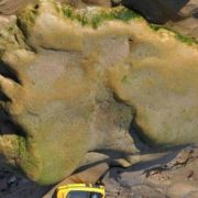 Raised dinosaur print