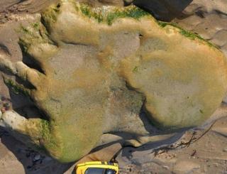 Raised dinosaur print